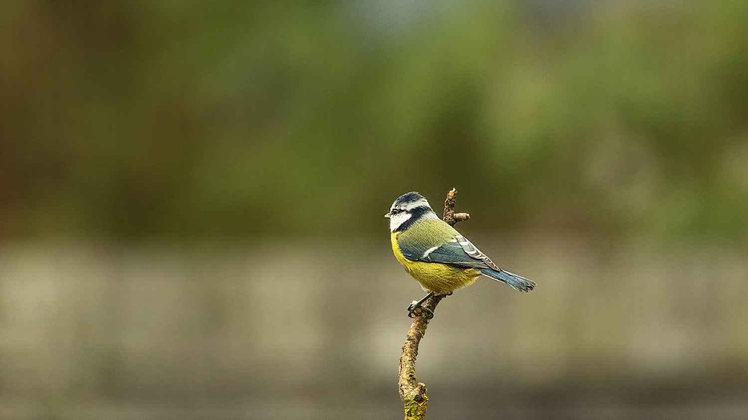 Great Tit